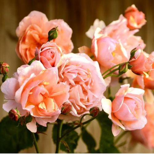 Shop - Rosa Ellen - orange - englische rosen - stark duftend - David Austin - Ihre Blüten derSorte Rosa Ellen sind anfänglich apricotfarben mit etwas braunem Stich und verleihen  ihr ein besonderes Aussehen.